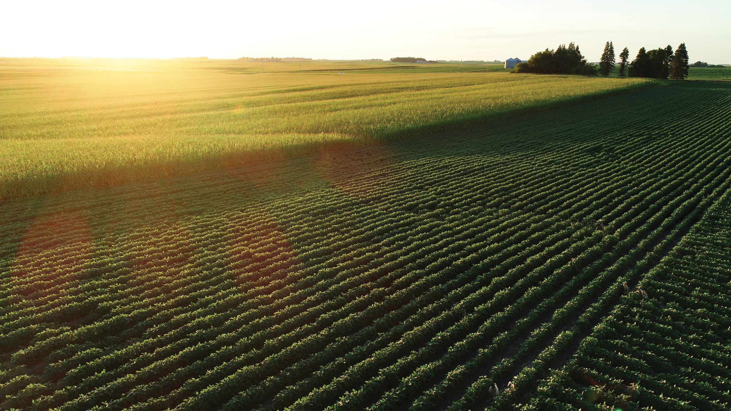 Agricultura Regenerativa
